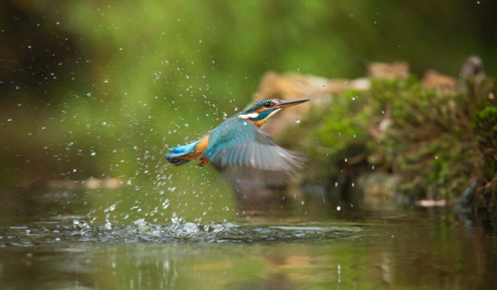 Bild von einem Vogel über der Hase
